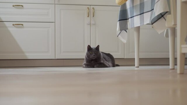 Adult gray cat sitting next to a working robot vacuum cleaner, white robotic vacuum cleaner cleaning floor in the apartment. High quality 4k footage