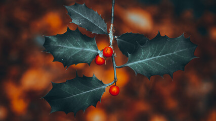 mistletoe © giannis