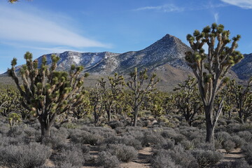 joshua tree national park state