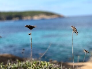 grass in the wind