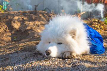 dog white samoyed lies on the sand. High quality photo