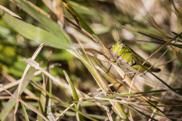 dragonfly on a leaf