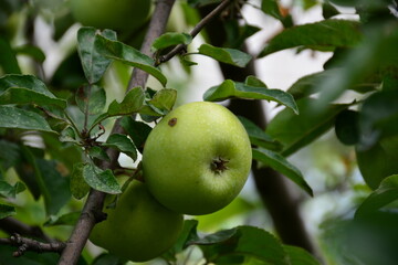 The ripe apples on a tree branch in autumn.