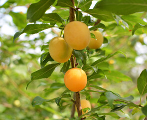 On the branch ripen fruits of plums (Prunus cerasifera).