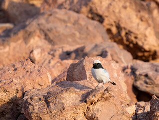 White-crowned wheatear small bird in the stony desert of Wadi Rum, Jordan.