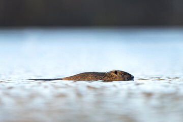 Coypu swimming in the pond. Small nutria during winter. Europe nature. 