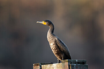 Great cormorant have a rest on the box. Cormorant on the pond. Europe nature. 