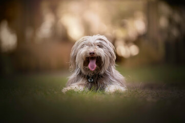 Portrait of a doodle