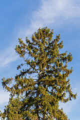 Tree crown with leaves. The blue sky is in the background.