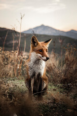 red fox in the wild