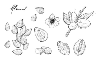 Set of almond nut elements, hand drawn vector illustration