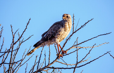 A young pale chanting goshawk in its natural environment in Namibia