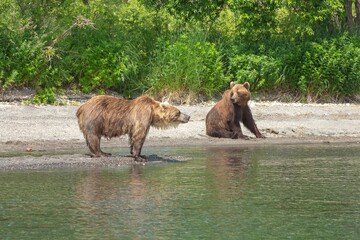Naklejka na ściany i meble Resting wild bears on the shore of Kurile Lake in Kamchatka, Russia