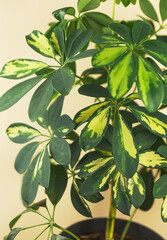 Schefflera arboricola green foliage plant background