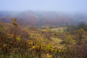 Colorful forest on Homolje mountains in the autumn