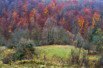 Colorful forest Feljesana on Homolje mountains in the autumn