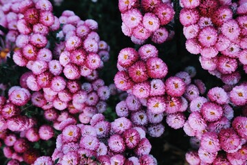 Close up pink chrysanthemums in the garden. Pink flowers background. Chrysanthemum garden.