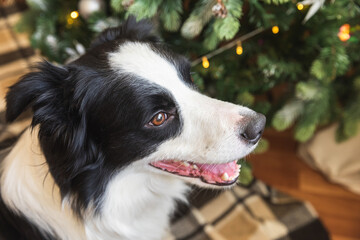 Funny portrait of cute puppy dog border collie near Christmas tree at home indoors. Preparation for holiday. Happy Merry Christmas concept