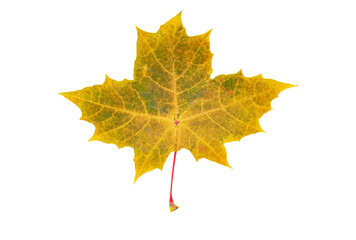 Yellow autumn leaf isolated on white background