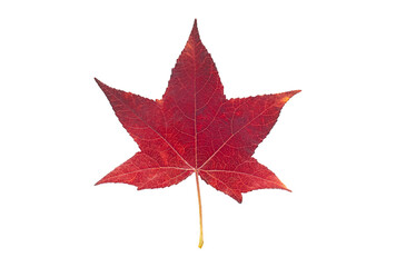 American sweetgum leaf, isolated on white background