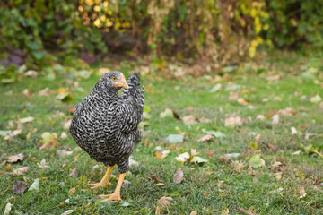 Beautiful chicken in yard on farm. Domestic animal