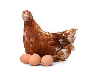 Chicken with eggs on white background. Domestic animal