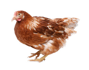 Beautiful chicken on white background. Domestic animal