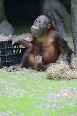 A young orangutan is playing with a box and hay. The monkey is lost in thought and looks up.