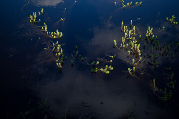Fototapeta na wymiar dark lake waters with submerged green vegetation