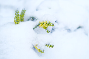 blooming yellow flower under snow, beautiful winter landscape, natural, environmental concept, weather conditions, onset of spring, background for the designer for postcards, wallpapers