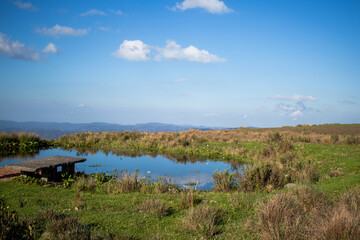 green pasture by the lake on a sunny day