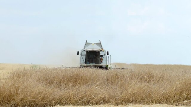 Harvesting of field with combine. Combine harvesters working on wheat field. Close-up on wheat field. The harvester moves in field and mows ripe wheat