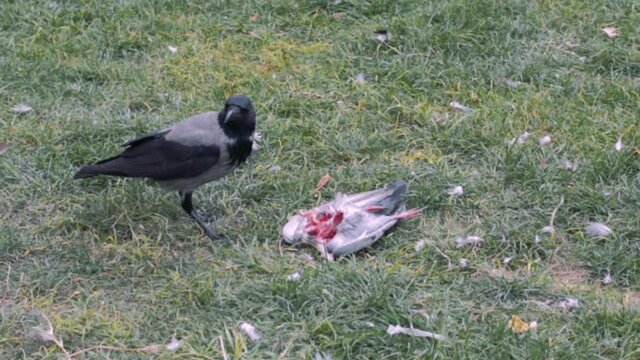 a dead pigeon on the grass. The crow hungrily eats the pigeon