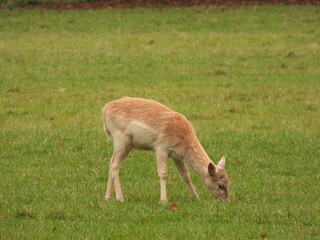 Naklejka na ściany i meble Young deer on the grass