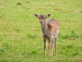 Young deer on the grass