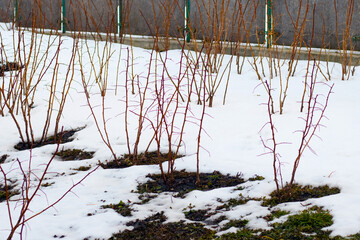 Raspberry bush in the garden in the spring during the melting snow