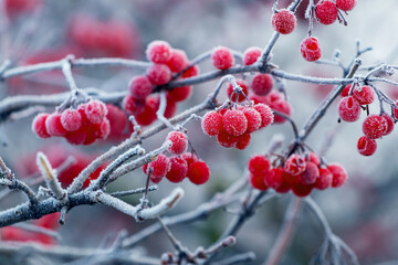 Fototapeta na wymiar Viburnum bush with frost-covered red berries and branches