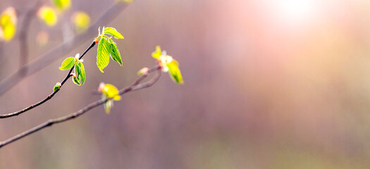 Tree branch with young delicate leaves on a blurred background in sunny weather. Delicate spring background