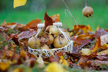 macro of mespilus germanica on a sunny november day