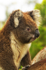 Curious and alert koala in close up, sunlit portrait at Cape Otway in Victoria province of Australia