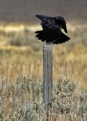 Black feathers of open wings of large raven perched on wooden fence post