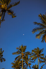 Fototapeta na wymiar blue sky, full moon and palm trees