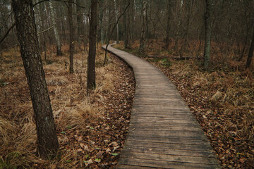 Drewniana ścieżka przez jesienny las w Poleskim parku narodowym. - obrazy, fototapety, plakaty