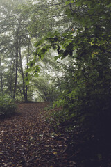 Dark foggy forest in autumn. Spooky looking woods on a cold morning. Nature background.