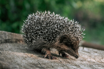 A young hedgehog defends itself from people in the forest. Forest hedgehog. Walk in nature. Close-up of a hedgehog.