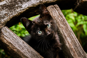 gato, gatito pequeño de pelaje negro y ojos verdes, entre madera y arbustos verdes 