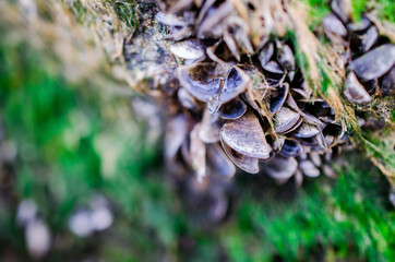 Mollusks macro stock photo