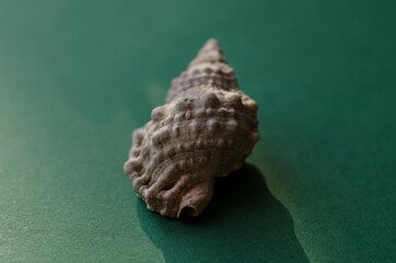 Beautifull seashell on green background