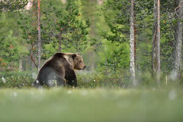 Big male brown bear on a forest background