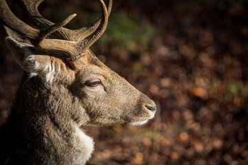 portrait from the side of a male deer in the forest with moody light, Germany